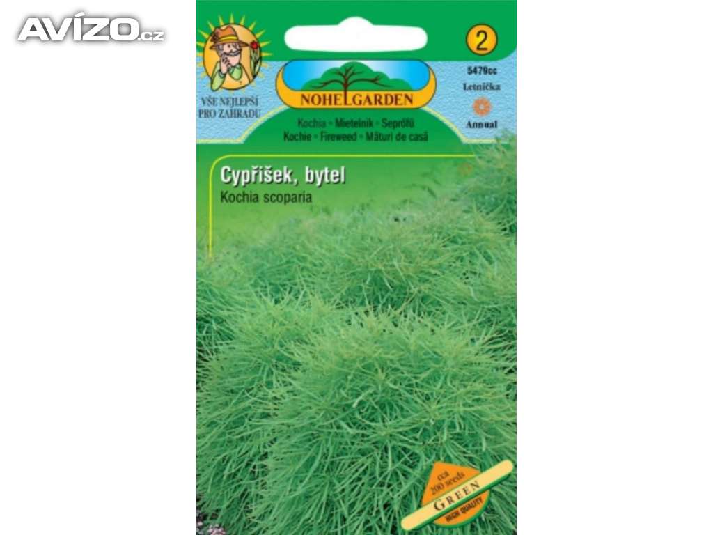 Cypřišek - Green (semena) www.levna-semena.cz