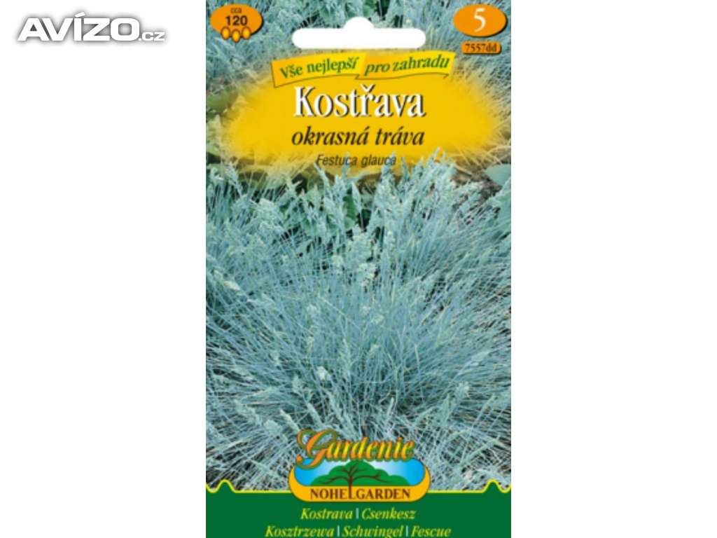 Kostřava - Okrasná tráva (semena)www.rostliny-prozdravi.cz
