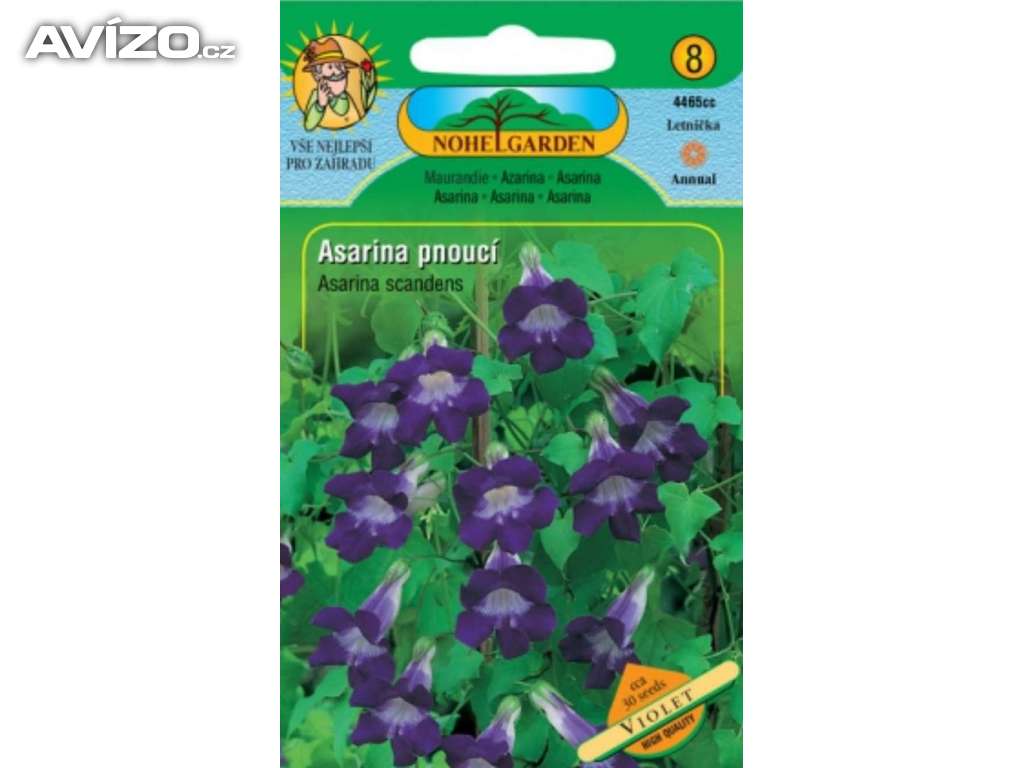 Asarina pnoucí, Violet (semena) www.levna-semena.cz