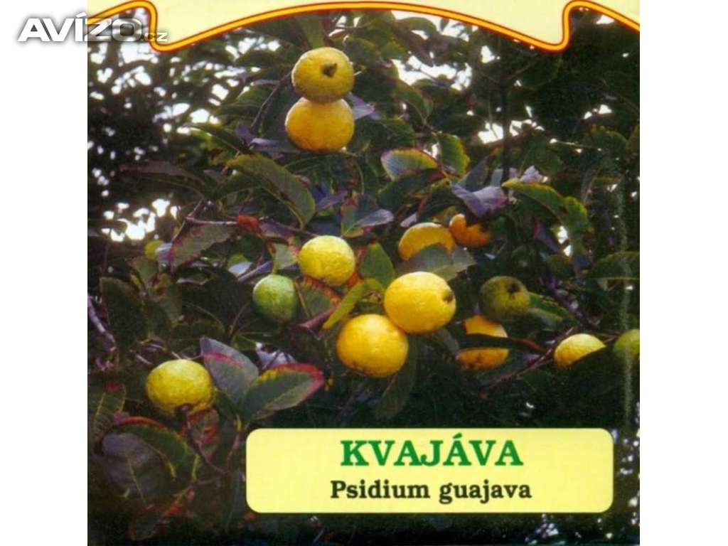 Kvajáva - Jedlé ovoce (semena) www.levna-semena.cz