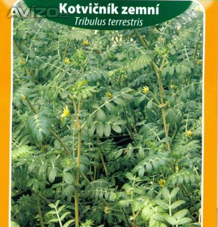 Kotvičník zemní  (semena) www.rostliny-prozdravi.cz